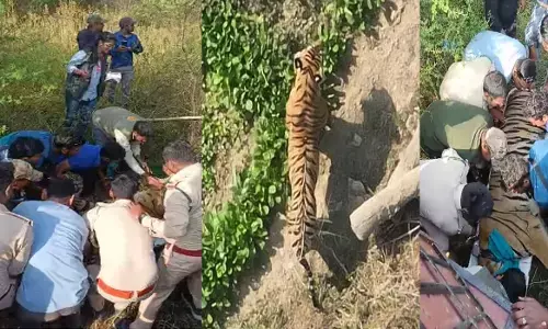 Baloda Bazar News: शहर में घुसा बाघ, फैली दहशत, वन विभाग ने 9 घंटे की मशक्कत के बाद ट्रेंकुलाइज कर पकड़ा...