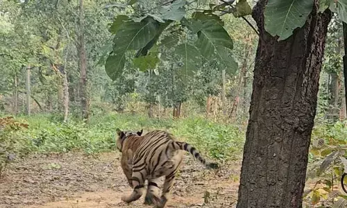 Chhattisgarh News: पिंजरा खुलते ही दौड़ पड़ा बाघ: तमोर पिंगला टायगर रिजर्व में गूंजेगी रेस्क्यू किए गए बाघ की दहाड़