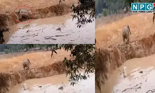 CG में नन्हें हाथी का रेस्क्यू: गड्ढे में फंसे हाथी के बच्चे का ग्रामीणों ने किया रेस्क्यू, देखिये वीडियो