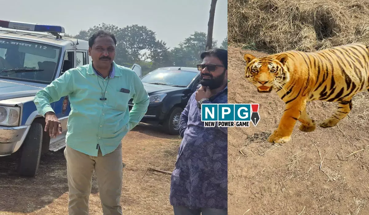 Tiger in Raipur: रायपुर में पहुंचा बाघ! चहलकदमी के निशान, इलाके में दहशत, पुलिस और वन विभाग की टीम मौके पर...