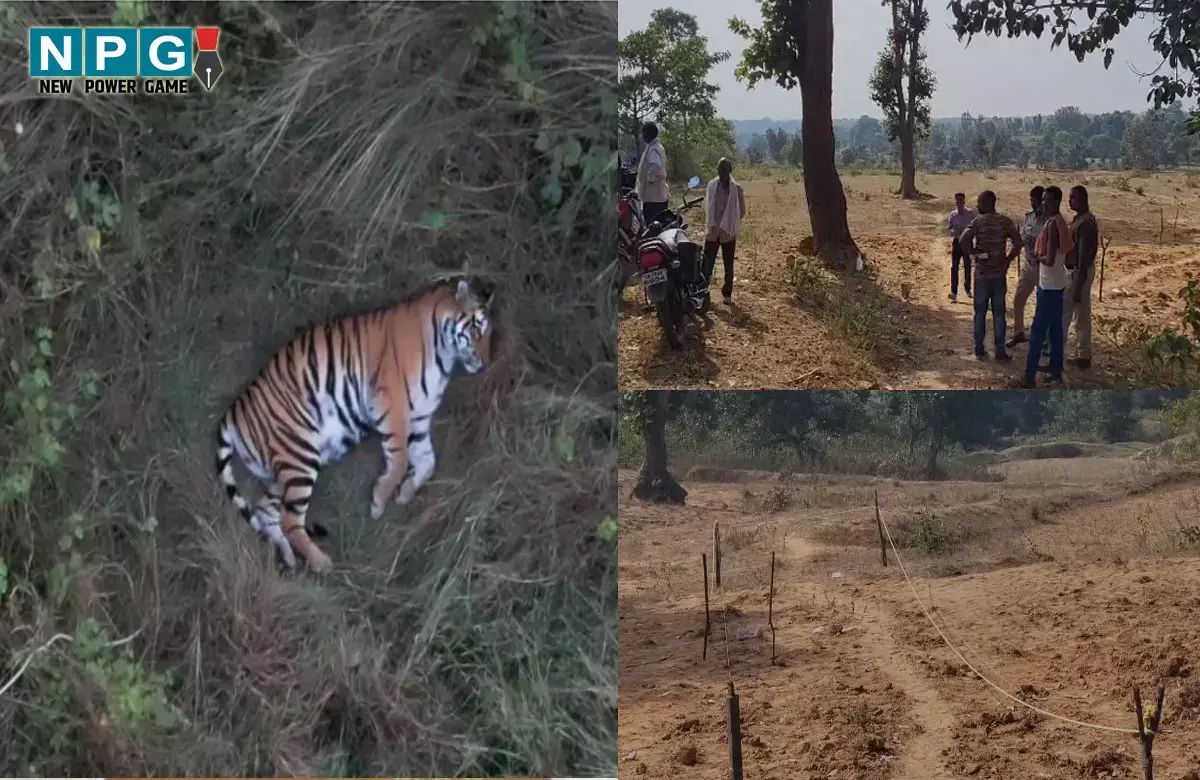 Tiger in Marwahi: सब्जी के खेत में आराम फरमाते दिखा टाइगर, बछड़ा और भैंस का किया शिकार, ट्रैप कैमरे में हुआ कैद