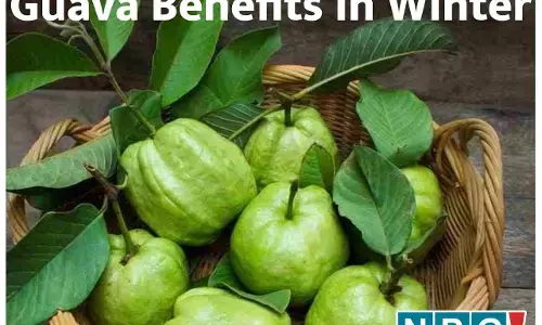 Guava Benefits In Winter: सर्दी में सर्वसुलभ देसी फल अमरूद बचाएगा सर्दी जुकाम, हार्ट अटैक समेत इन बीमारियों से, खाएं रोज़ाना...