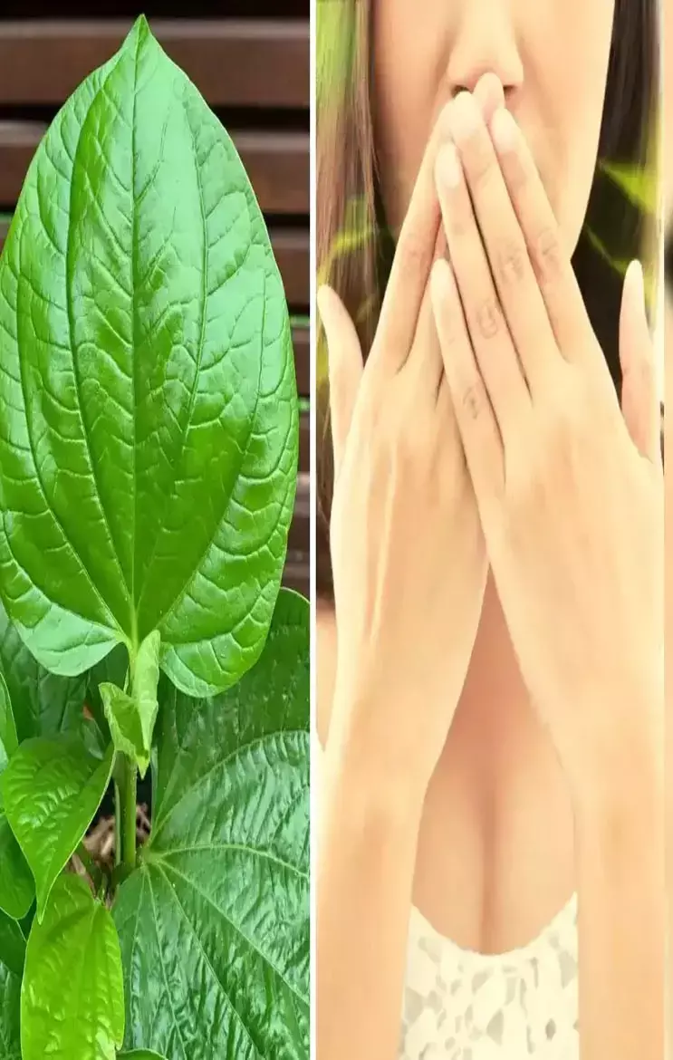 Paan Patte Ke Fayde: गैस, एसिडिटी और इन समस्या से मिलेगा छुटकारा, रोजाना पान के पत्ते खाने के है गजब के फायदे..