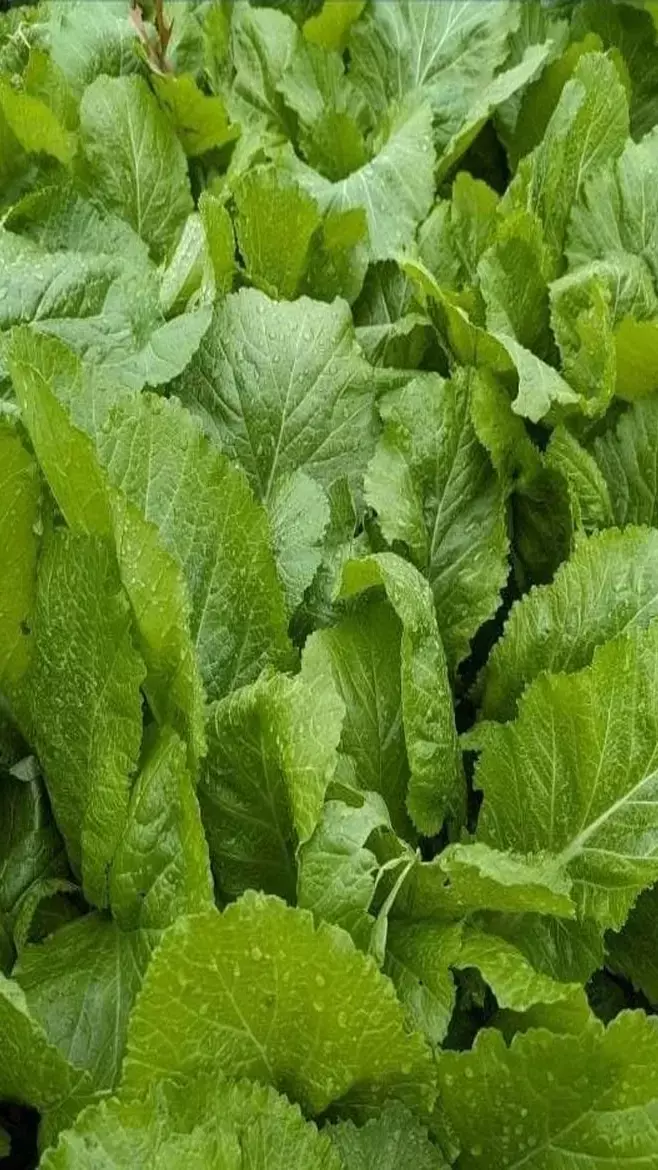 Benefits Of Eating Raw Mustard Greens: सरसों के साग से ज्यादा फायदेमंद है सरसों के पत्तों को कच्चा चबाकर खाना, जानिए सरसों पत्ते के सलाद के कमाल के फायदे...