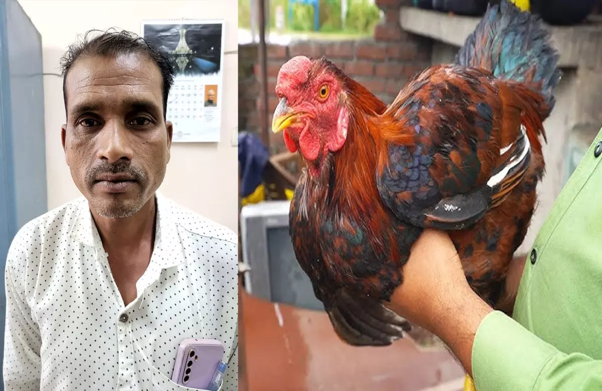 CG: लोन के बदले बैंक मैनेजर ने खाई 38,000 की देसी... ... Chhattisgarh Top News Today: विष्‍णु सरकार का रिपोर्ट कार्ड और जीपी सिंह बहाल... सहित पढ़ें दिनभर की प्रमुख खबरें...