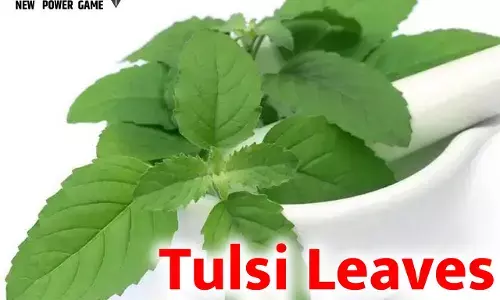 Tulsi Leaves Health Benefits: अतुलनीय है तुलसी,माँ की तरह रखती है ख्याल, ऐसे करेंगे इस्तेमाल तो ढेरों रोग रहेंगे दूर...