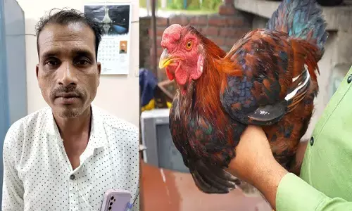 Chhattisgarh News: लोन के बदले बैंक मैनेजर ने खाई 38,000 की देसी मुर्गी, लोन मिला न पैसे...