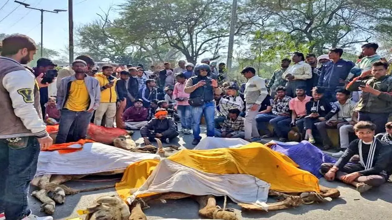 UP NEWS: जंगल से मिले 40 गायों के अवशेष, सड़क पर कंकाल रखकर लोगों ने किया प्रदर्शन, Video UP NEWS: जंगल से मिले 40 गायों के अवशेष, सड़क पर कंकाल रखकर लोगों ने किया प्रदर्शन, Video