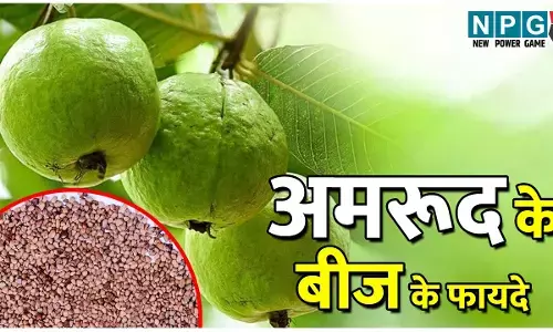 Amrood Ke Beej Khane Ke Fayde: अमरूद खाते वक्त मत फेंकिए बीजों वाला हिस्सा, इसके भी हैं कमाल के फायदे, जानिए यहां...