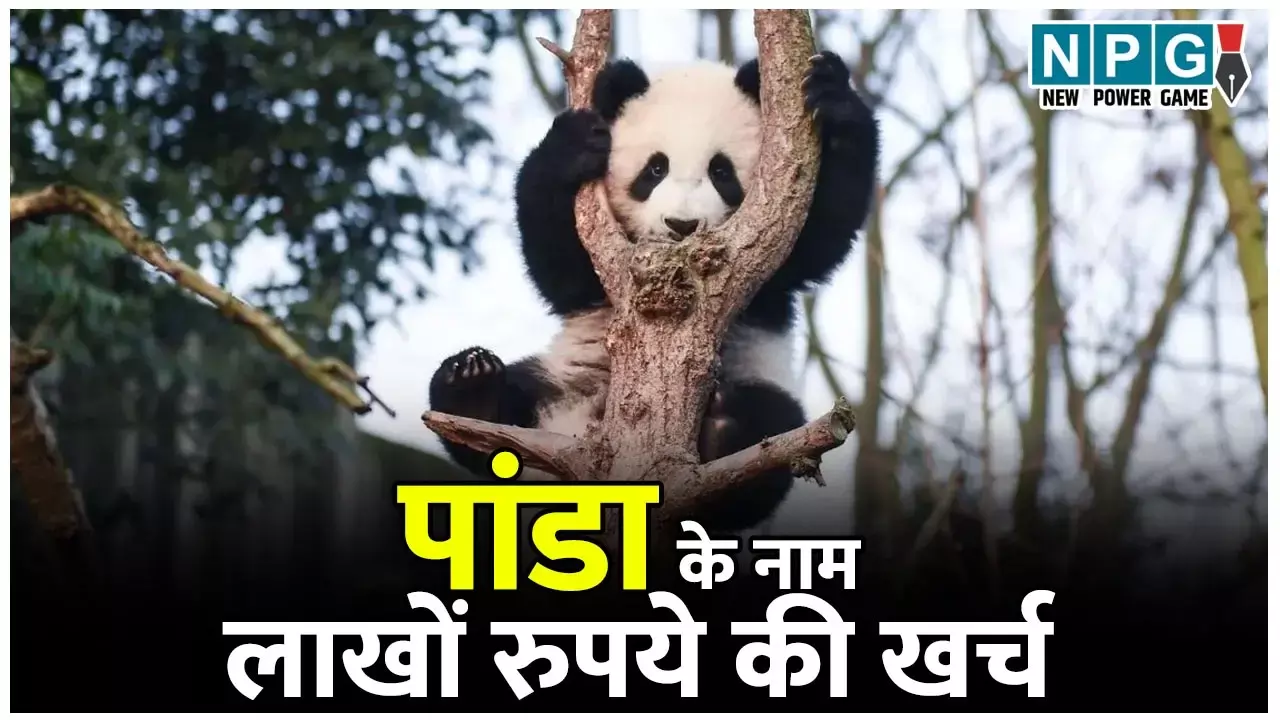 Unique Panda Renaming Competition: चीन के पांडा के नाम बदलने की प्रतियोगिता में हुआ लाखों का खर्च, लेकिन पुराना नाम ही बरकरार...