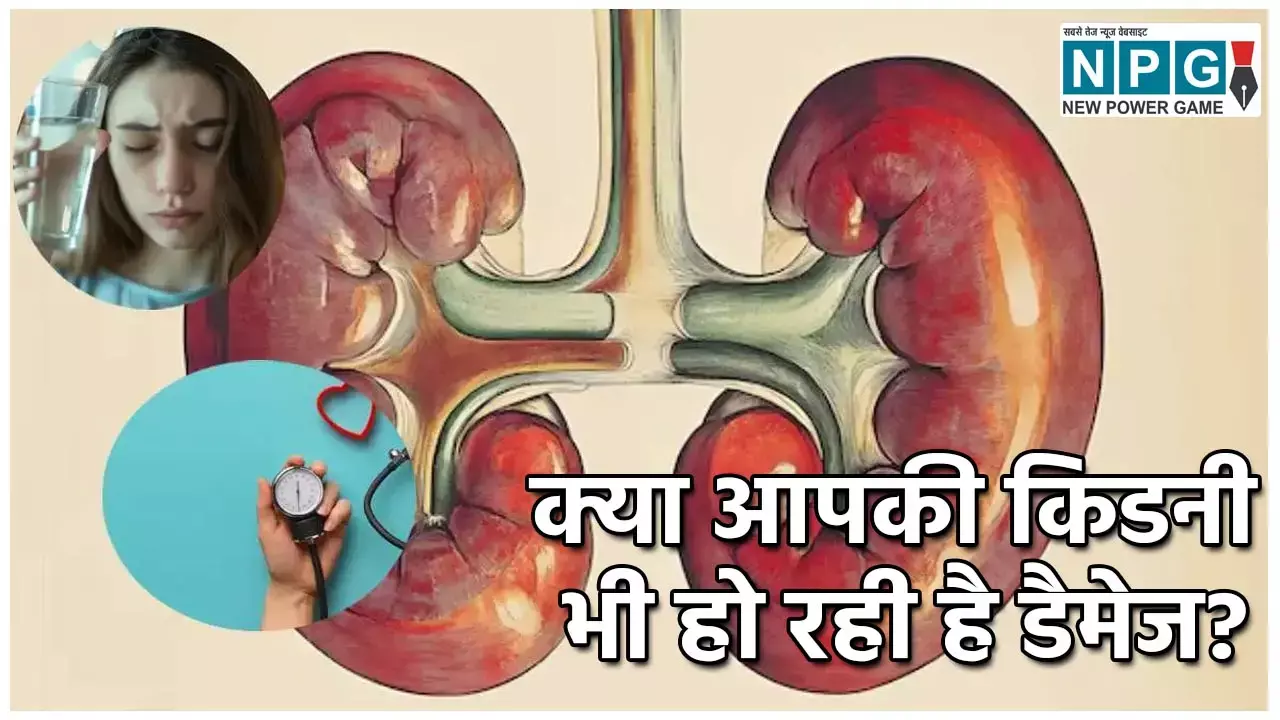 Kidney Damage Causes: क्या आपकी किडनी भी हो रही है डैमेज? जानें इसके कारण, संकेत और बचाव के उपाय!...