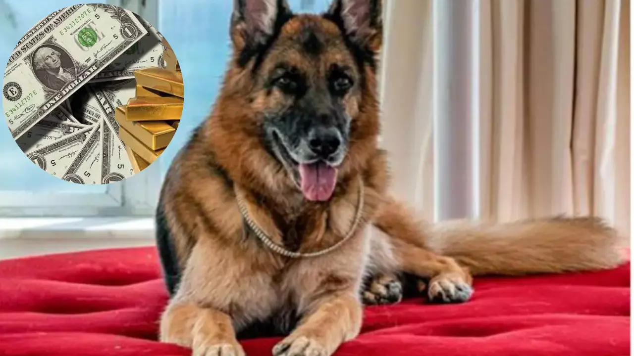 World Most Richest Dog: दुनिया का सबसे अमीर कुत्ता, कंदेर 6 की शानदार जिंदगी...