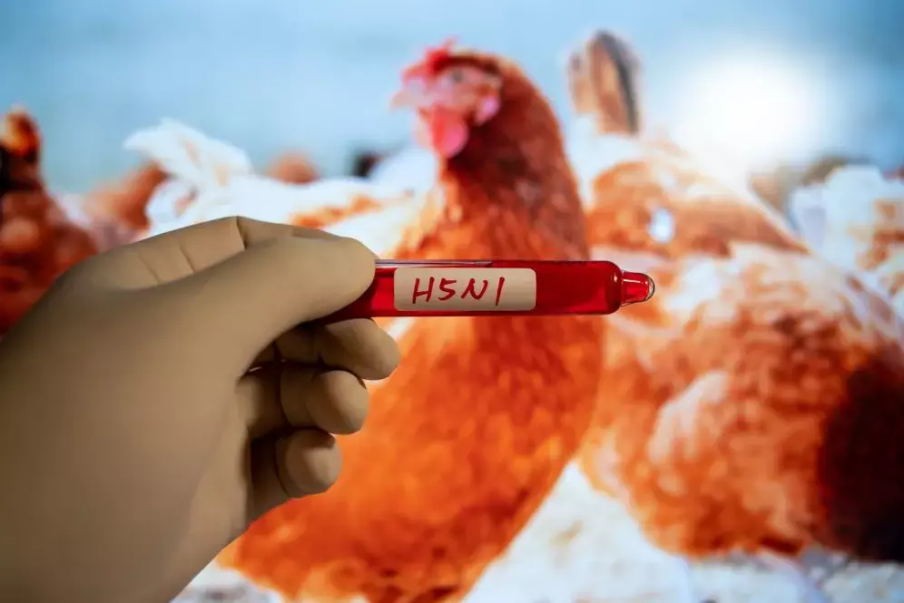 H5N1 Bird Flu Symptoms: H5N1 बर्ड फ्लू: अमेरिका में संदिग्ध मामला, जानें लक्षण, बचाव और रोकथाम के उपाय...