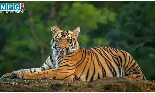 MP Tiger News: राजस्थान, उड़ीसा और छत्तीसगढ़ में MP से आएंगे बाघ, मोहन यादव सरकार ने दी मंजूरी