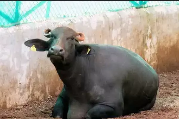 Chhattisgarh News: दीपआशा, वन भैंसा है या मुर्रा भैंसा: 10 साल बाद भी नहीं जान पाया वन विभाग