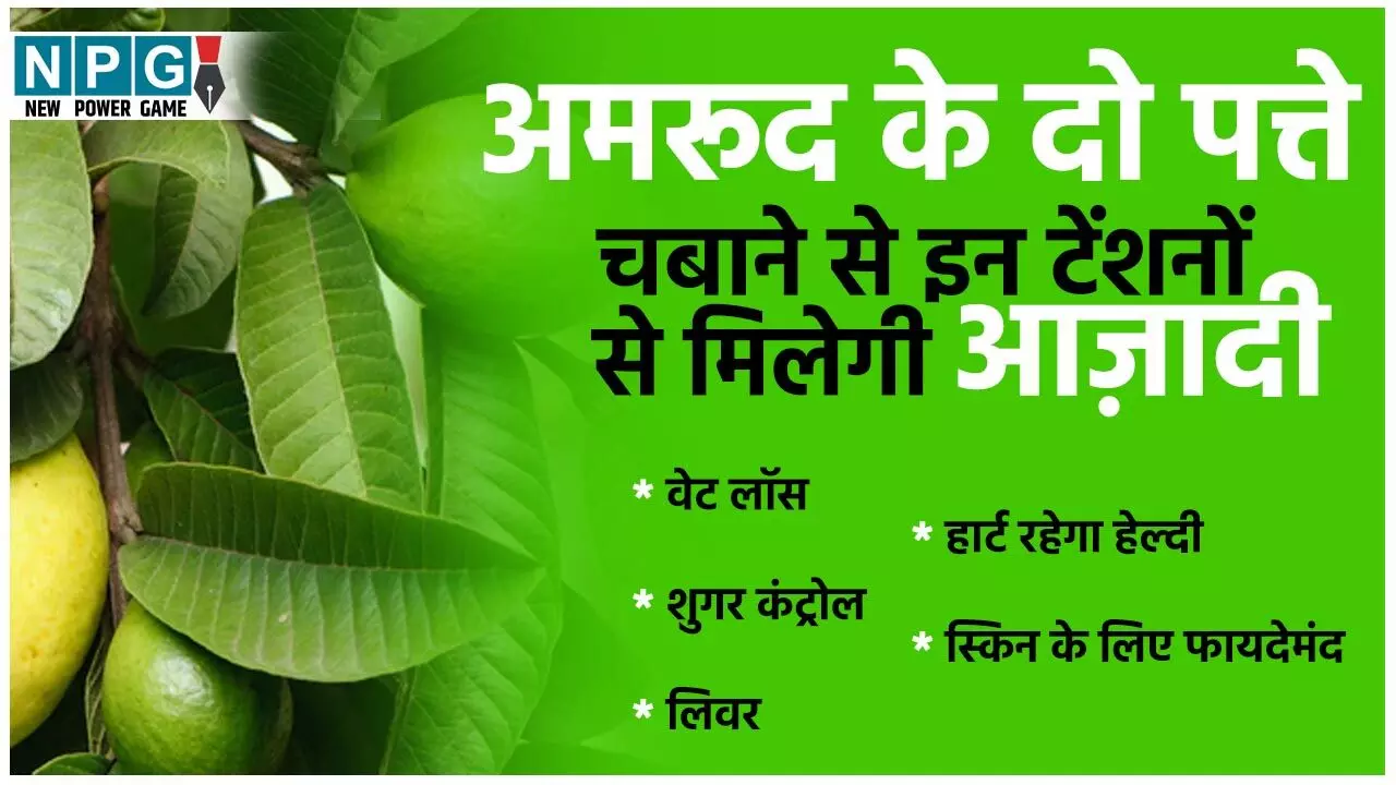 Guava Leaves For Diabetes: अमरूद के दो पत्ते चबाने भर से शुगर बढ़ने की टेंशन से मिलेगी आज़ादी, जानिए क्या बताती है रिसर्च... Guava Leaves For Diabetes: अमरूद के दो पत्ते चबाने भर से शुगर बढ़ने की टेंशन से मिलेगी आज़ादी, जानिए क्या बताती है रिसर्च...