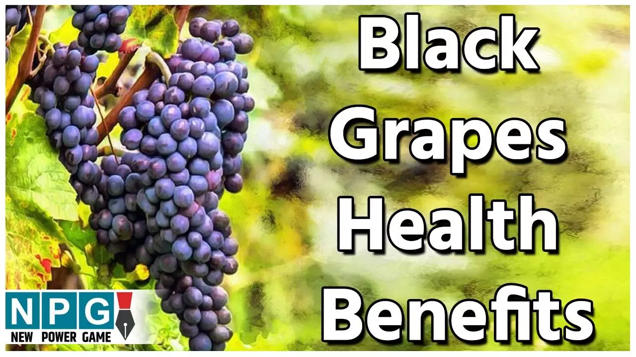Black Grapes Health Benefits: काले अंगूरों की न करें अनदेखी, ये दिल को रखेंगे सेहतमंद, ब्लड का इंफेक्शन भी करते हैं दूर, जानिए फायदे... Black Grapes Health Benefits: काले अंगूरों की न करें अनदेखी, ये दिल को रखेंगे सेहतमंद, ब्लड का इंफेक्शन भी करते हैं दूर, जानिए फायदे...