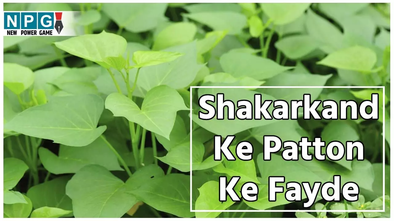 Shakarkand Ke Patton Ke Fayde: शकरकंद तो खूब खाया होगा, शकरकंद के पत्तों का साग खाया है कभी? कंद से भी ज्यादा पौष्टिक इसके पत्तों के फायदे जानिए यहां... Shakarkand Ke Patton Ke Fayde: शकरकंद तो खूब खाया होगा, शकरकंद के पत्तों का साग खाया है कभी? कंद से भी ज्यादा पौष्टिक इसके पत्तों के फायदे जानिए यहां...