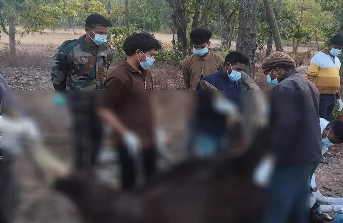 बारनवापारा अभयारण्य के बायसन की गुरु घासीदास नेशनल पार्क में मौत की जिम्मेदारी कौन लेगा?