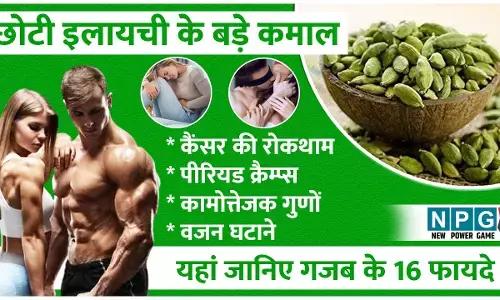 Chhoti Elaichi Khane Ke 16 Fayde: छोटी इलायची महिलाओं के पीरियड से लेकर पुरुषों के कामोत्तेजना बढ़ाने मे मददगार, जानिए इसके 16 फायदे...
