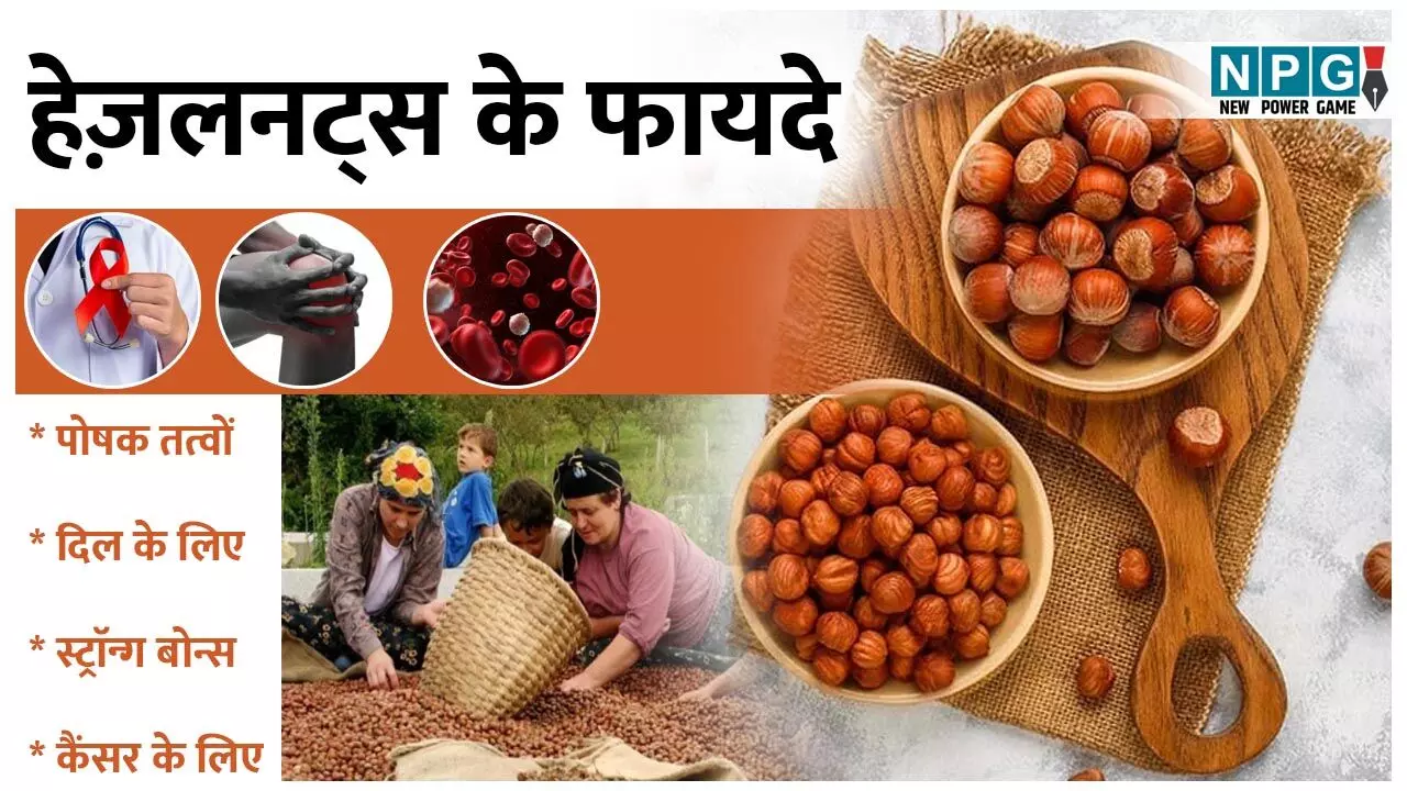 Health Benefits Of Hazelnuts: काजू-बादाम नहीं, युवा पीढ़ी को ज्यादा आकर्षित कर रहे हैं हेज़लनट्स, जानिए इनके कमाल के फायदे...