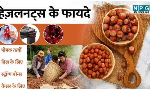 Health Benefits Of Hazelnuts: काजू-बादाम नहीं, युवा पीढ़ी को ज्यादा आकर्षित कर रहे हैं हेज़लनट्स, जानिए इनके कमाल के फायदे...