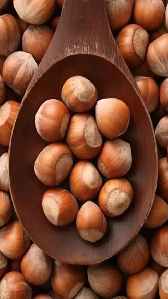 Health Benefits Of Hazelnuts: काजू-बादाम नहीं, युवा पीढ़ी को ज्यादा आकर्षित कर रहे हैं हेज़लनट्स, जानिए इनके कमाल के फायदे