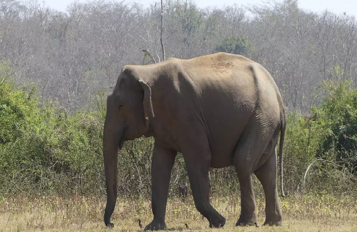 Elephant News: वृद्ध एवं बीमार मखना हाथी की मृत्यु, पिछले दो माह से था गंभीर रूप से बीमार Elephant News: वृद्ध एवं बीमार मखना हाथी की मृत्यु, पिछले दो माह से था गंभीर रूप से बीमार