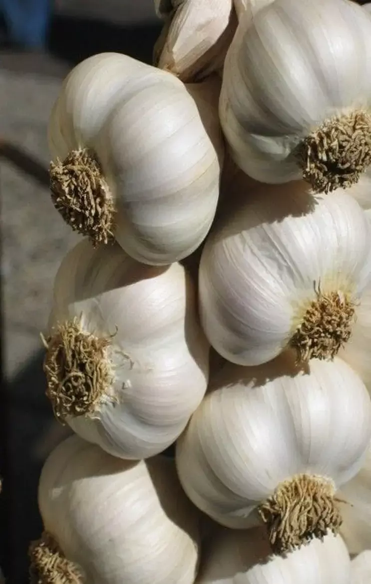 Garlic Side Effects: ये लोग भूल कर भी न खाएं लहसुन, वरना इन बीमारियों का हो सकते है शिकार...