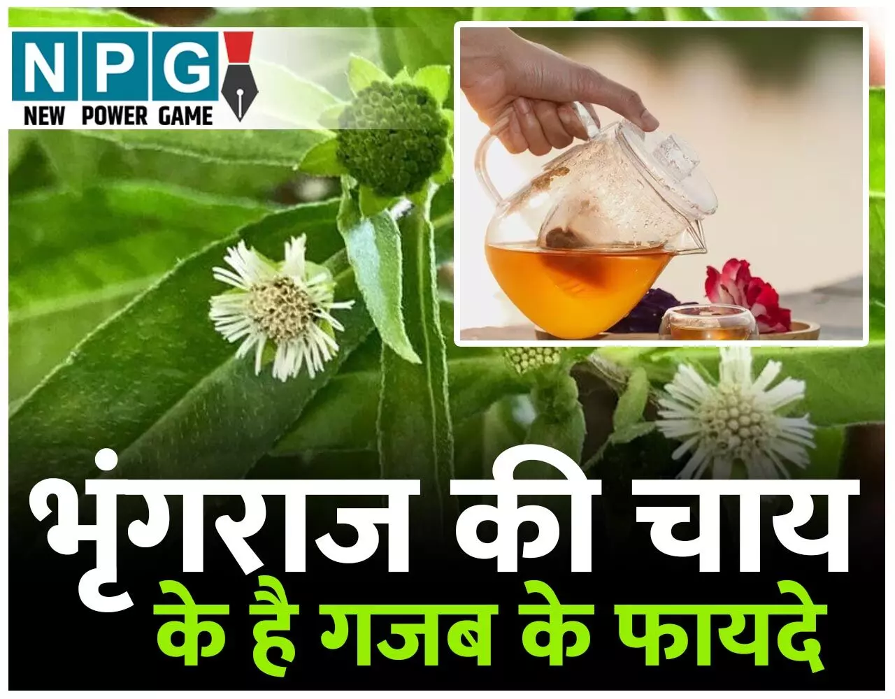 Bhringraj Tea Health Benefits: भृंगराज की चाय गजब के आसार दिखाये, जानिए इस मिरेकल हर्ब के एक से बढ़कर एक फायदे और कुछ सावधानियां... Bhringraj Tea Health Benefits: भृंगराज की चाय गजब के आसार दिखाये, जानिए इस मिरेकल हर्ब के एक से बढ़कर एक फायदे और कुछ सावधानियां...