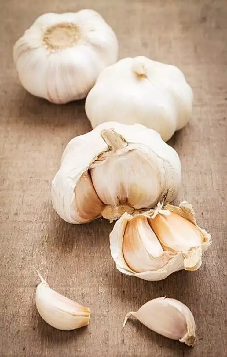 Health Benefits Of Garlic: जान लेंगे लहसुन के ये फायदे तो गंध की शिकायत भूल जाएंगे, नींद खुलते ही भागेंगे खाने