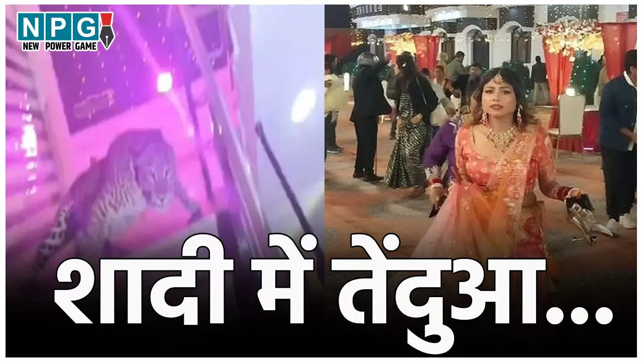 Lucknow Tendua News: शादी के बीच तेंदुए की एंट्री, सहेलियों संग भागी दुल्हन, तो खिड़की से कूदा दूल्हा, मैरेज हॉल में मचा जबरदस्त हड़कंप... Lucknow Tendua News: शादी के बीच तेंदुए की एंट्री, सहेलियों संग भागी दुल्हन, तो खिड़की से कूदा दूल्हा, मैरेज हॉल में मचा जबरदस्त हड़कंप...