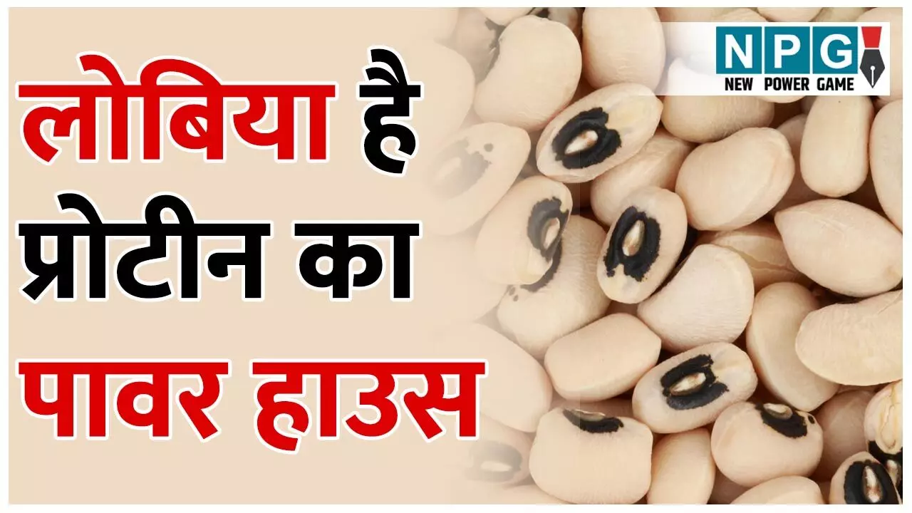 Health Benefits Of Lobia: लोबिया है वेजिटेरियन्स के लिए प्रोटीन का पावर हाउस, जानिए वजन घटाने से लेकर घातक बीमारियों तक में लोबिया के फायदे...