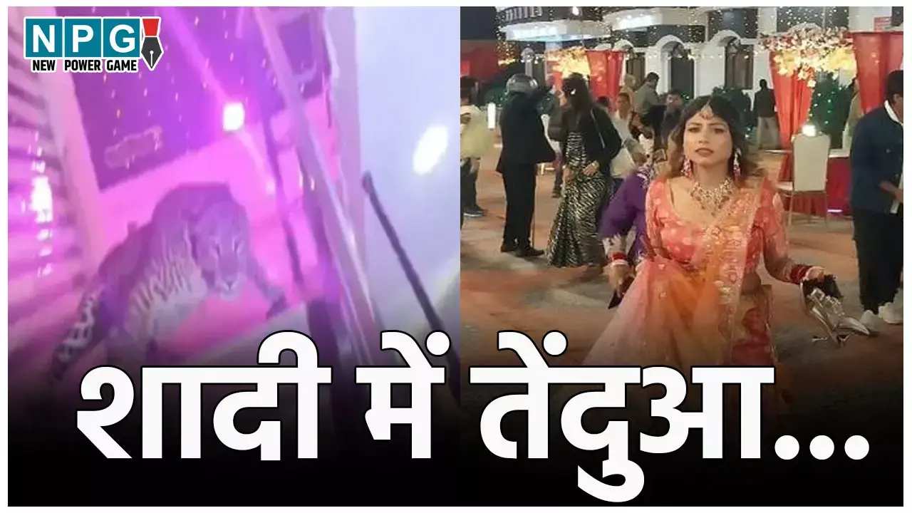 Lucknow Tendua News: शादी के बीच तेंदुए की एंट्री, सहेलियों संग भागी दुल्हन, तो खिड़की से कूदा दूल्हा, मैरेज हॉल में मचा जबरदस्त हड़कंप...