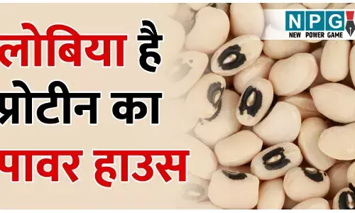 Health Benefits Of Lobia: लोबिया है वेजिटेरियन्स के लिए प्रोटीन का पावर हाउस, जानिए वजन घटाने से लेकर घातक बीमारियों तक में लोबिया के फायदे...