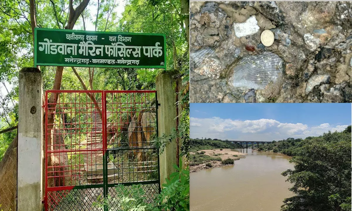 छत्तीसगढ़ का अनमोल खजाना: 293 मिलियन साल पुराने समुद्री जीवाश्मों का राज़ खोलता गोंडवाना मरीन फॉसिल पार्क, जानिए छत्तीसगढ़ का अनमोल खजाना: 293 मिलियन साल पुराने समुद्री जीवाश्मों का राज़ खोलता गोंडवाना मरीन फॉसिल पार्क, जानिए