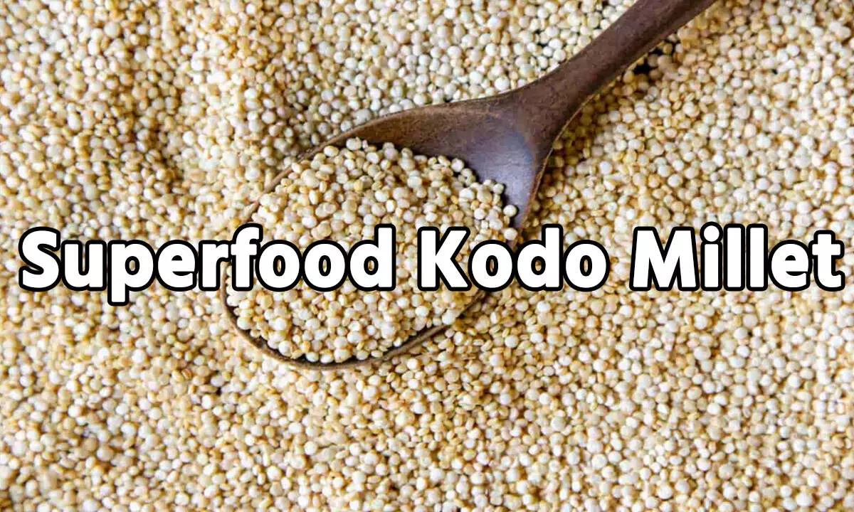 Superfood Kodo Millet: क्या है कोदो बाजरा? अगर आप भी बिना जानकारी के खा रहे है, तो जानें लीजिए इसके ये जादू वाले राज... Superfood Kodo Millet: क्या है कोदो बाजरा? अगर आप भी बिना जानकारी के खा रहे है, तो जानें लीजिए इसके ये जादू वाले राज...
