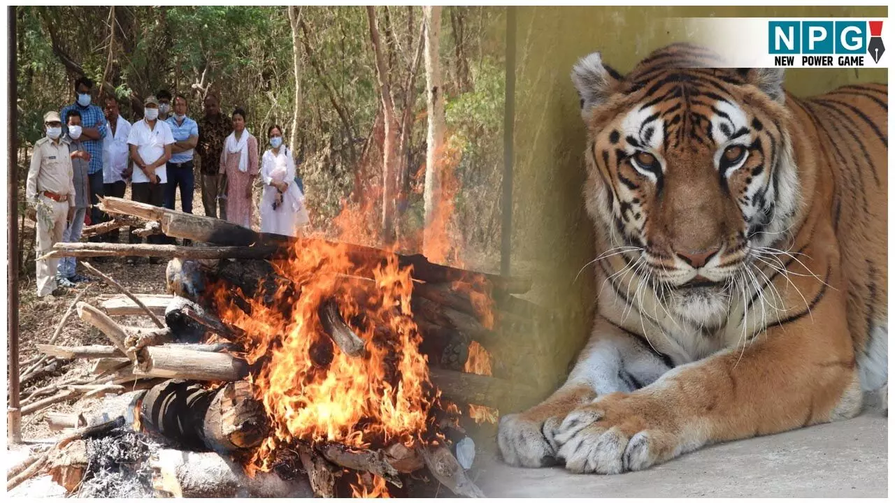CG Lion Death: कानन के बीमार शेर की मौत.