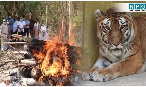 CG Lion Death: कानन के बीमार शेर की मौत.