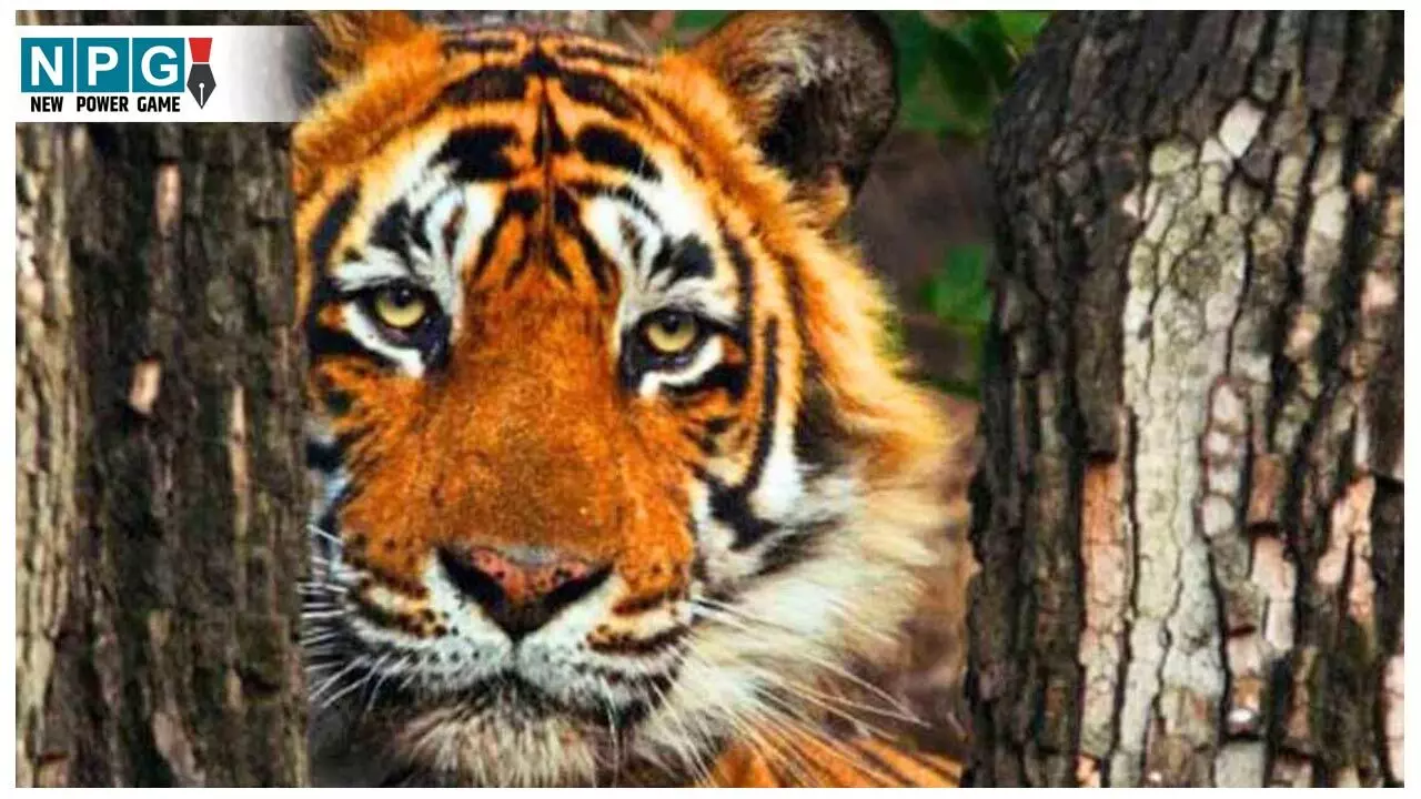 Chhattisgarh Tiger Attack: छत्तीसगढ़ के जंगल से खेत में पहुंच रहे टाइगर Chhattisgarh Tiger Attack: छत्तीसगढ़ के जंगल से खेत में पहुंच रहे टाइगर