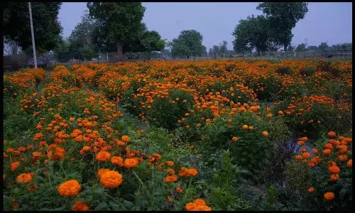 जशपुर में गेंदे की खेती कम लागत में कमाए ज्यादा मुनाफा...