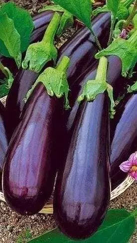 Foods That Increase Uric Acid: ये फूड आइटम्स बढ़ा देंगे यूरिक एसिड, गठिया पीड़ित रहें सावधान..