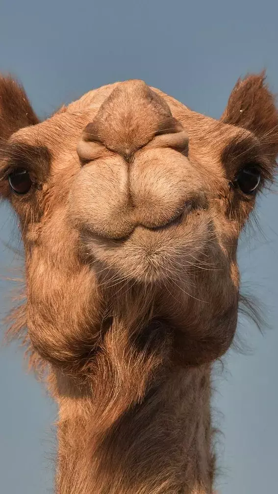 Utni ke Dudh Pine ke Fayde: ऊंटनी के दूध के फायदे सुनकर चौंक जाएंगे आप