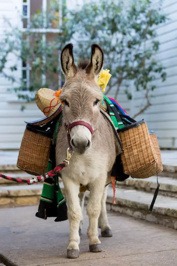 Donkey Milk Price: गधी का दूध कितने रुपए किलो मिलता है, कीमत जानकर उड़ जायेंगे होश