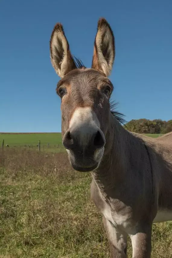 Donkey Milk Price: गधी का दूध कितने रुपए किलो मिलता है, कीमत जानकर उड़ जायेंगे होश