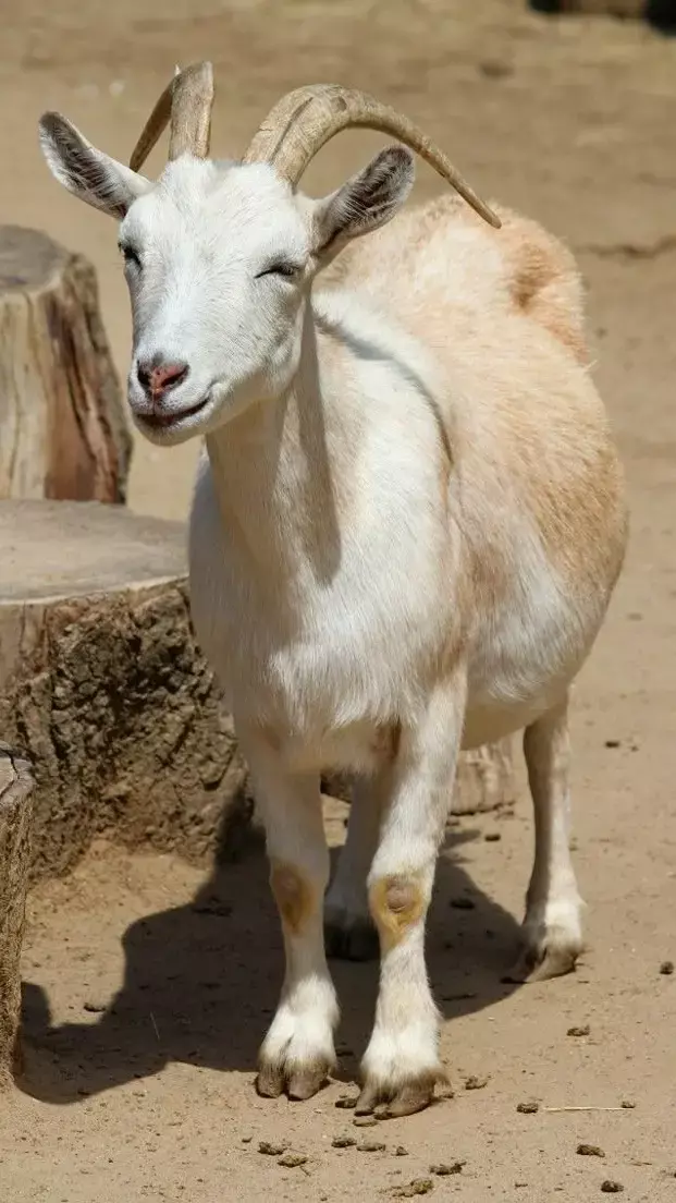 Bakri Ke Doodh Ke Fayde: गाय और भैंस से ज्यादा फायदेमंद है बकरी का दूध, जानिए फायदे