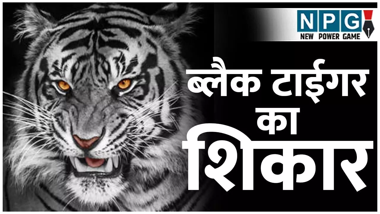 Black Tiger: दुर्लभ ब्लैक टाईगर का शिकार...सरकार बेपरवाह, भारत में मेलेनिस्टिक टाईगर सिर्फ सिमिलिपाल में, मगर संरक्षण के अभाव में अस्तित्व पर संकट... Black Tiger: दुर्लभ ब्लैक टाईगर का शिकार...सरकार बेपरवाह, भारत में मेलेनिस्टिक टाईगर सिर्फ सिमिलिपाल में, मगर संरक्षण के अभाव में अस्तित्व पर संकट...