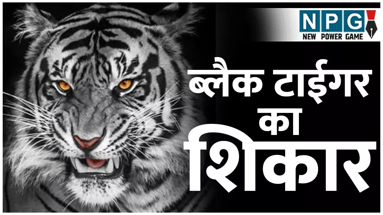 Black Tiger: दुर्लभ ब्लैक टाईगर का शिकार...सरकार बेपरवाह, भारत में मेलेनिस्टिक टाईगर सिर्फ सिमिलिपाल में, मगर संरक्षण के अभाव में अस्तित्व पर संकट... Black Tiger: दुर्लभ ब्लैक टाईगर का शिकार...सरकार बेपरवाह, भारत में मेलेनिस्टिक टाईगर सिर्फ सिमिलिपाल में, मगर संरक्षण के अभाव में अस्तित्व पर संकट...