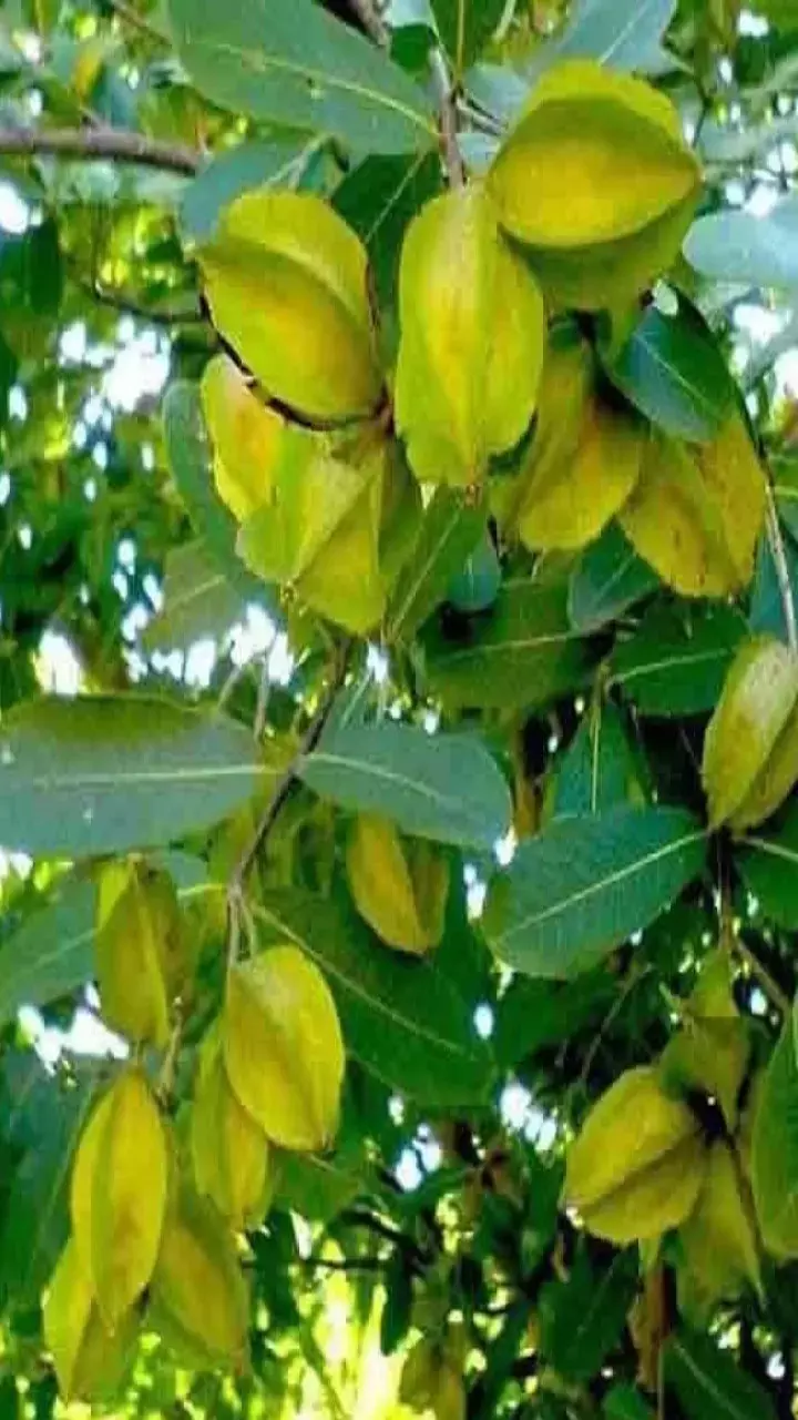 Arjun Ki Chhal ke Fayde: कौन सी बीमारी में काम आती है अर्जुन की छाल?