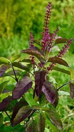 Tulsi Khane Ke Nuksan: शॉकिंग! इन 8 तरह के लोगों को भूलकर भी नहीं खानी चाहिए तुलसी की पत्तियां, जानें क्यों?
